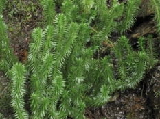 Moss.jpg