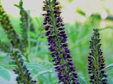 Flower3.jpg