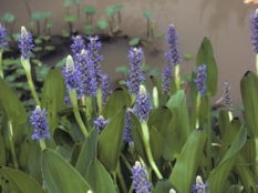 Flower4PickerelWeed.jpg