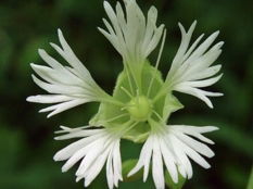 Flower2.jpg