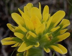 Photo1.jpg Indian Paintbrush