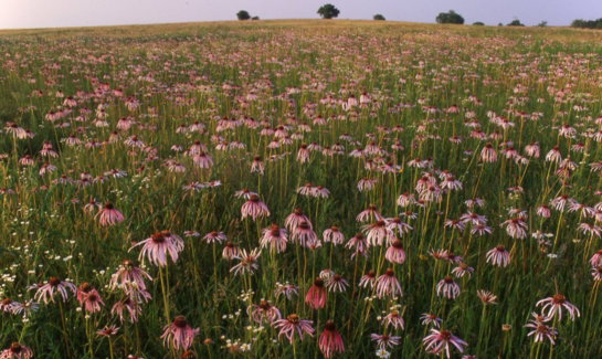 MortonFamilyPrairie.jpg