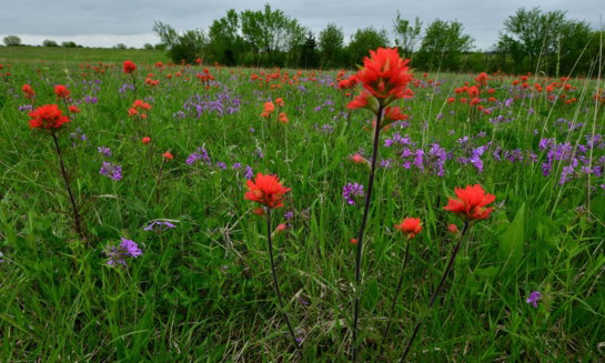 LordiMarkerPrairie.jpg